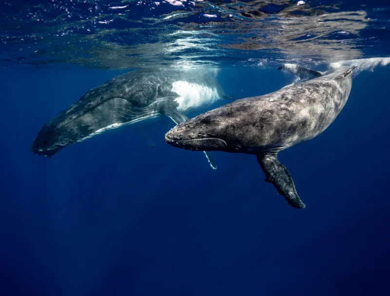 Face to Face with a Humpback Whale: Why Tonga Is the World's Greatest Ocean Adventure You Haven't Booked Yet
