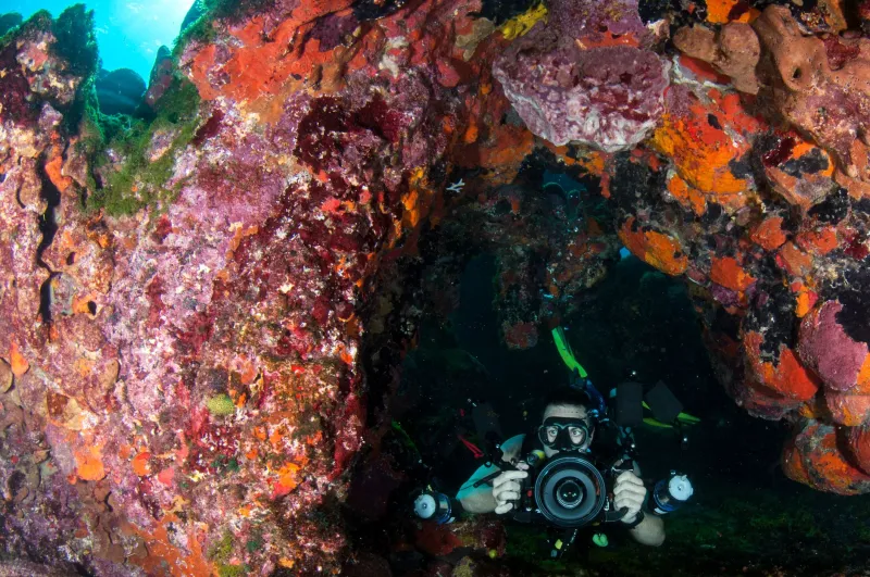 Forget the Crowds: Tonga's Underwater World Is the Pacific Dive Secret Serious Explorers Have Been Keeping